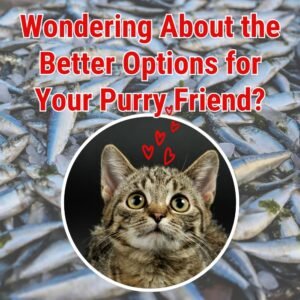 Read more about the article Caring for Cats: Tips, Best Practices, and Recommended Products